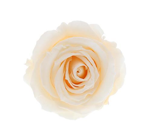 16 Rose Box - Aashi Beauty