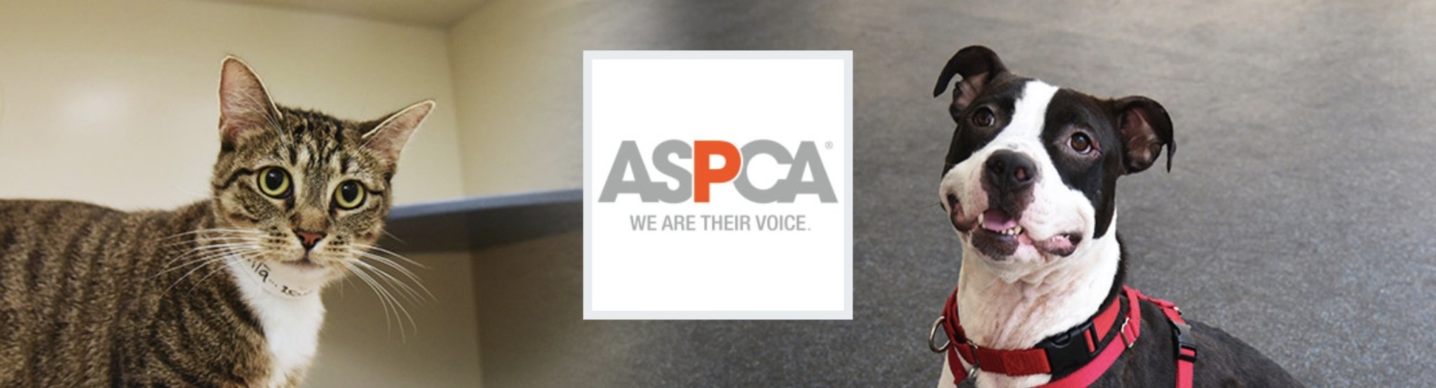 Donate to the ASPCA Foundation - Aashi Beauty