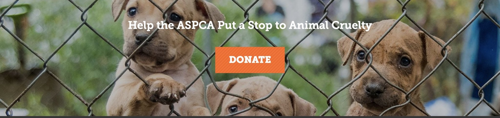 Donate to the ASPCA Foundation - Aashi Beauty