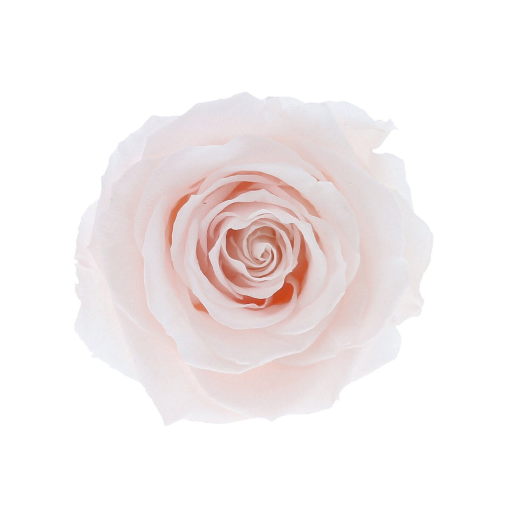 Round Rose Box (medium) - Aashi Beauty