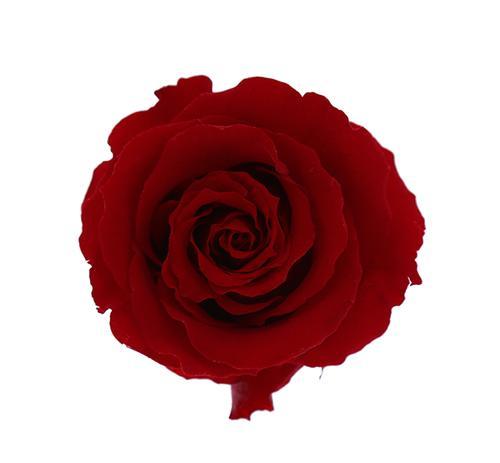 Round Rose Box (medium) - Aashi Beauty